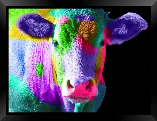 Colourful Cow Framed Print by Michelle Orai