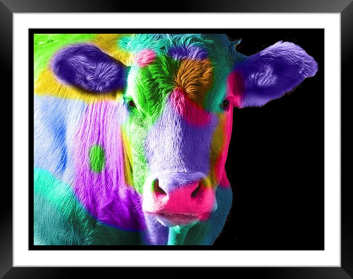 Colourful Cow Framed Mounted Print by Michelle Orai