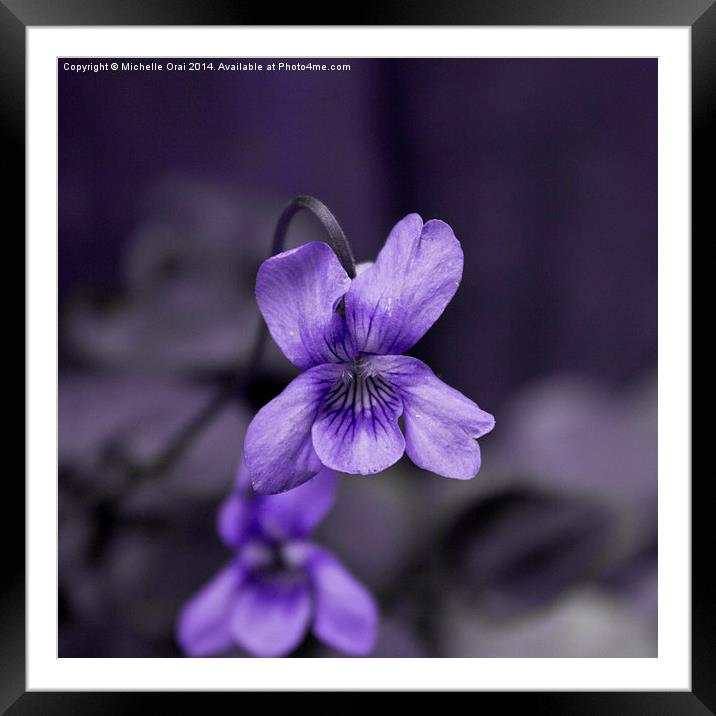 Tiny Violet Framed Mounted Print by Michelle Orai
