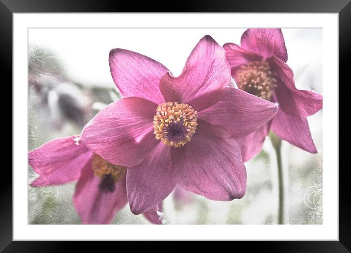 Dusky Pink Framed Mounted Print by Michelle Orai