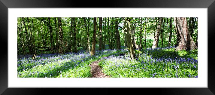 Bluebell Panorama Framed Mounted Print by Michelle Orai