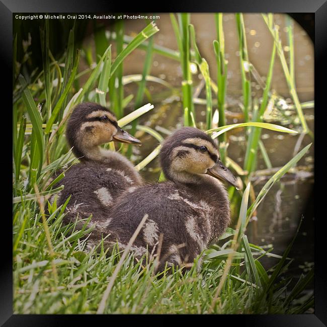 Two Little Ducklings Framed Print by Michelle Orai