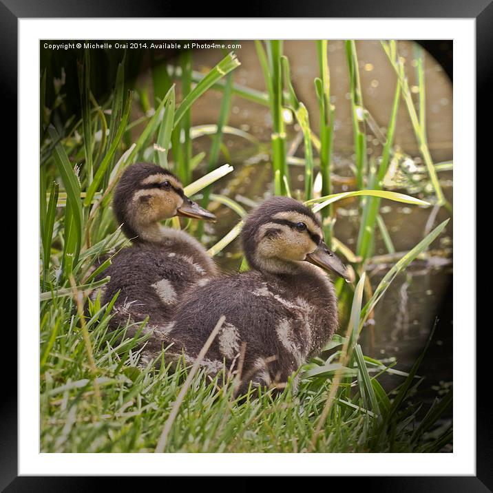 Two Little Ducklings Framed Mounted Print by Michelle Orai