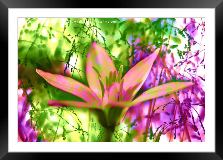Flower Power Framed Mounted Print by Michelle Orai