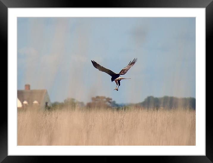 Marsh harrier returning with lunch Framed Mounted Print by dennis brown