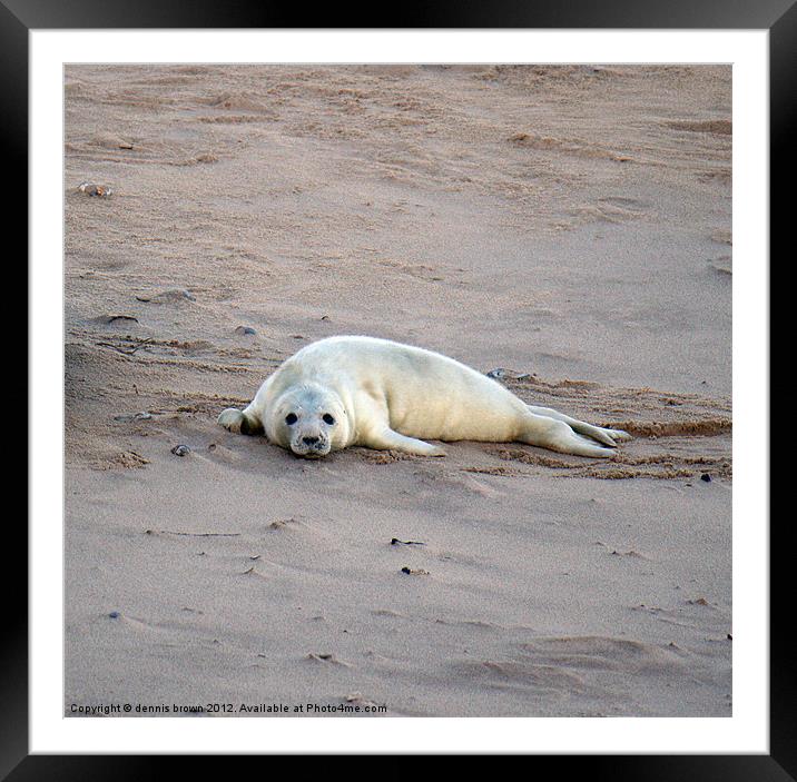 grey seal pup Framed Mounted Print by dennis brown