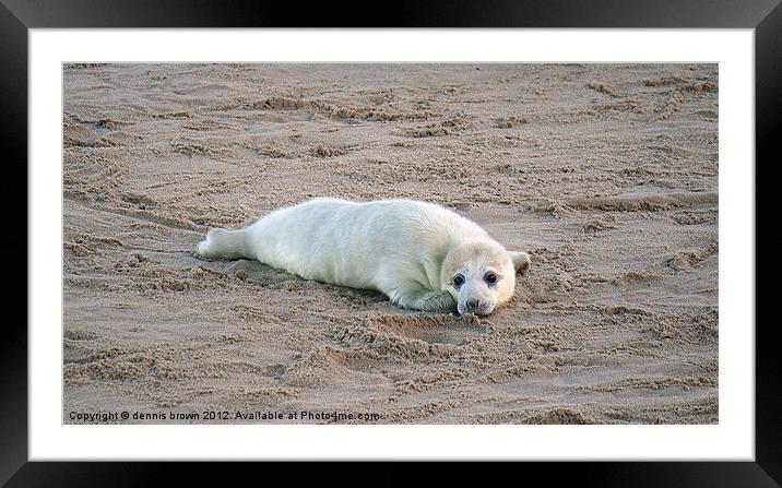 baby grey seal Framed Mounted Print by dennis brown