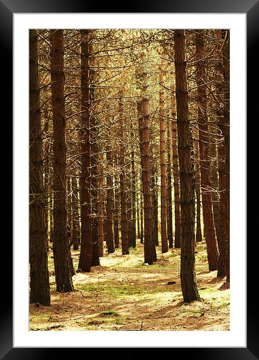 The Dancing Trees Framed Mounted Print by Linda Brown