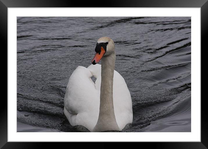 Swan on River Framed Mounted Print by Linda Brown
