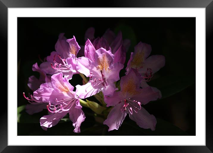Shaded Rhododendron Framed Mounted Print by Linda Brown