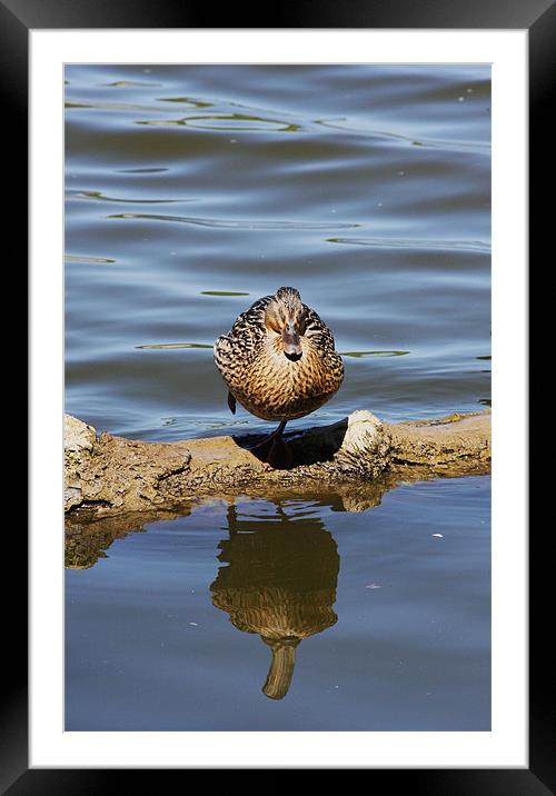 Resting Duck Framed Mounted Print by Linda Brown