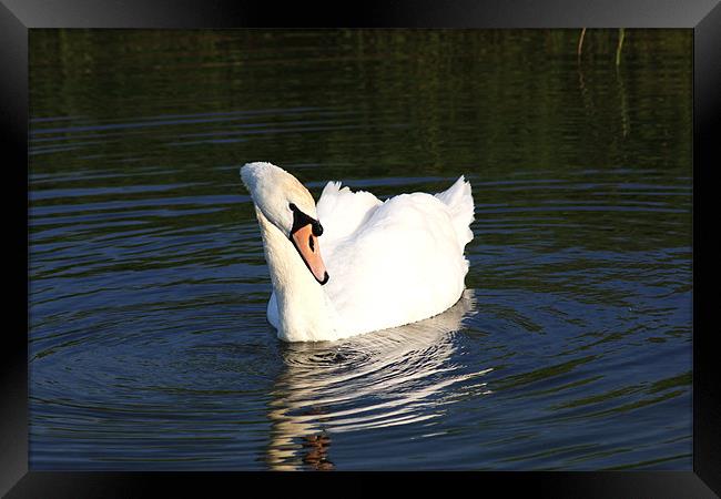 Swan on Blue Water Framed Print by Linda Brown