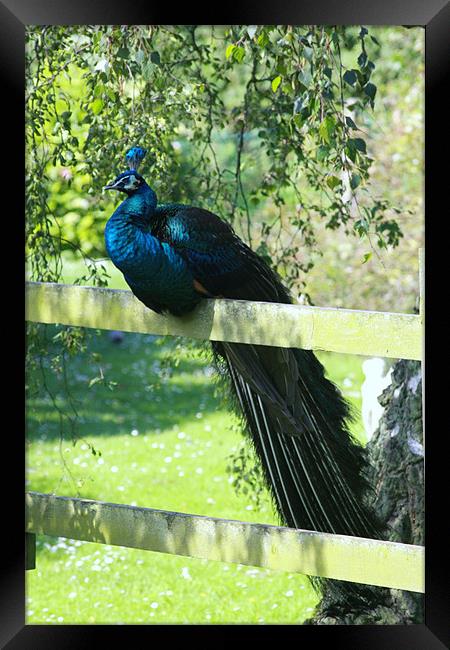 Sitting on the Fence Framed Print by Linda Brown