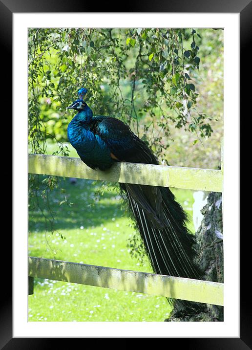Sitting on the Fence Framed Mounted Print by Linda Brown