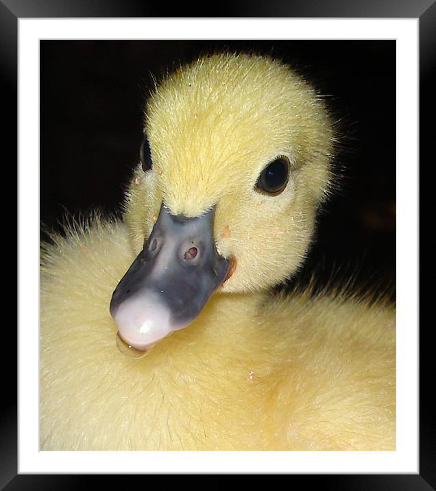 Ducky Framed Mounted Print by Rod Ohlsson