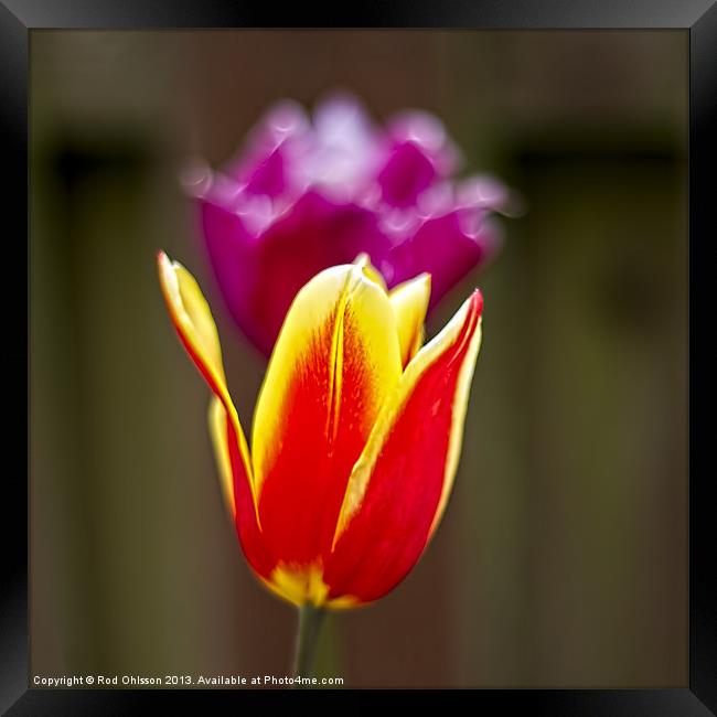 Flames of spring Framed Print by Rod Ohlsson