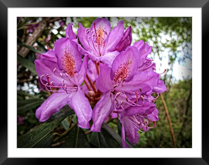 Rhodo Framed Mounted Print by Rod Ohlsson