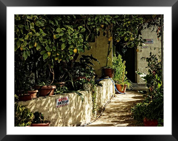 Citrus path 1 Framed Mounted Print by Rod Ohlsson