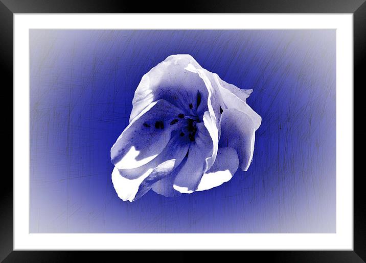 White petal on blue Framed Mounted Print by Rod Ohlsson