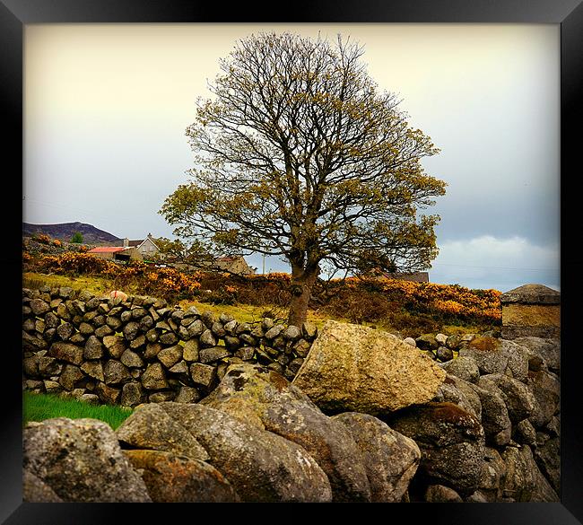 Tree at the Mourne Mountains Framed Print by Mari Lara