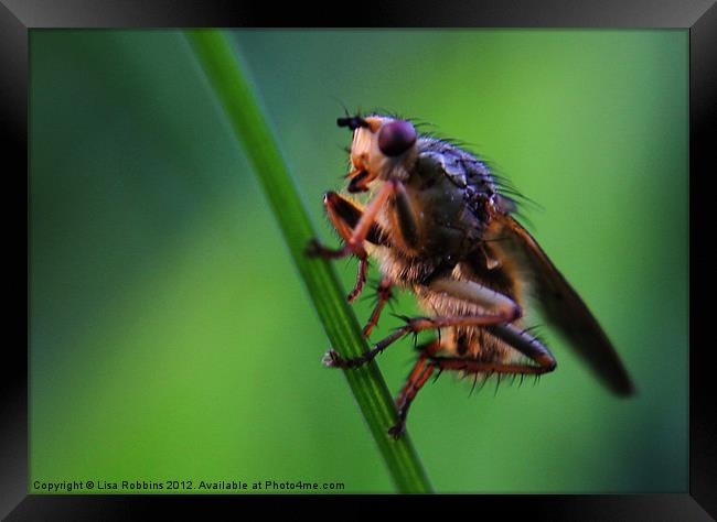 Hairy Bug Framed Print by Loren Robbins