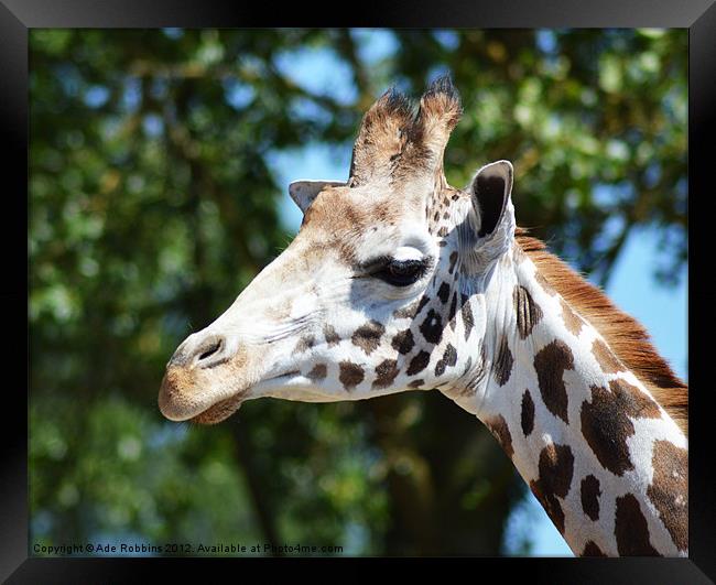 Giraffe Framed Print by Ade Robbins