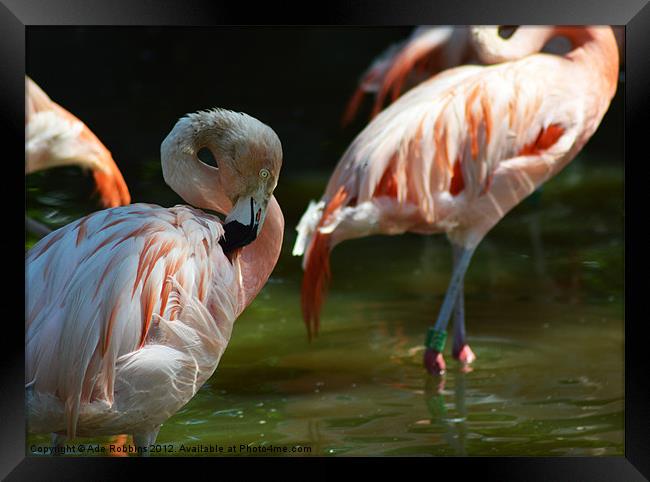 Chilean flamingo Framed Print by Ade Robbins