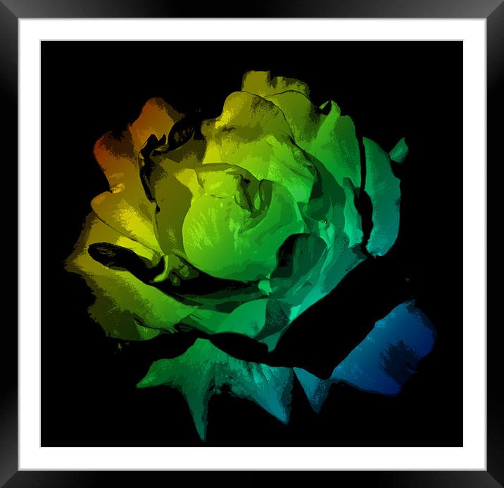 Colourful Flower Framed Mounted Print by Ade Robbins