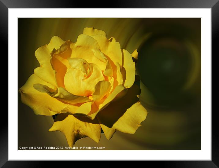 Yellow Flower Framed Mounted Print by Ade Robbins