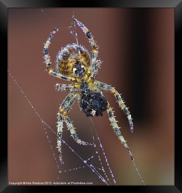 Busy Spider Framed Print by Ade Robbins