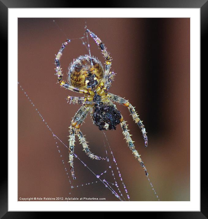 Busy Spider Framed Mounted Print by Ade Robbins