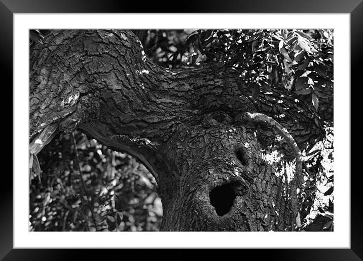 Yawning Tree Framed Mounted Print by Ade Robbins