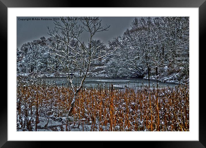 Golden Reeds Framed Mounted Print by Ade Robbins