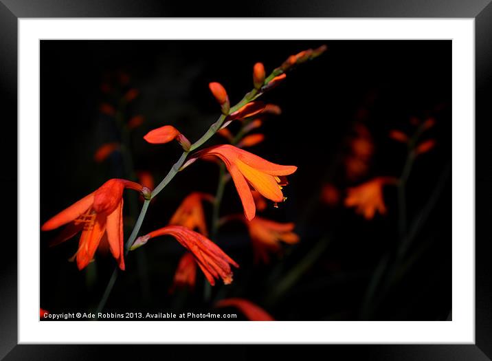 Night falls In My Garden Framed Mounted Print by Ade Robbins