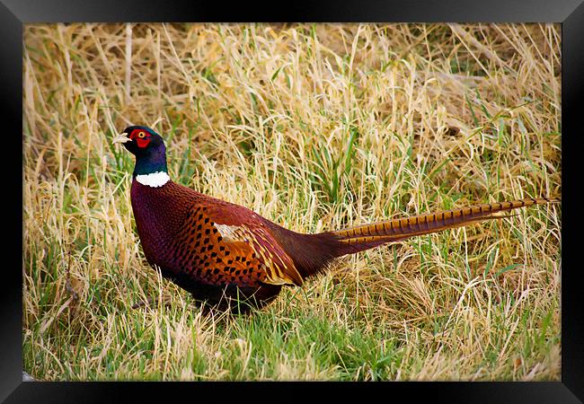 Pheasant in the grassland Framed Print by Claire McQueen