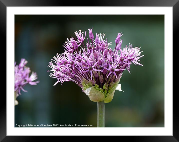 Purple Allium Framed Mounted Print by Duncan Chambers