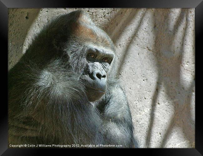 Male Silverback Gorilla Framed Print by Colin Williams Photography