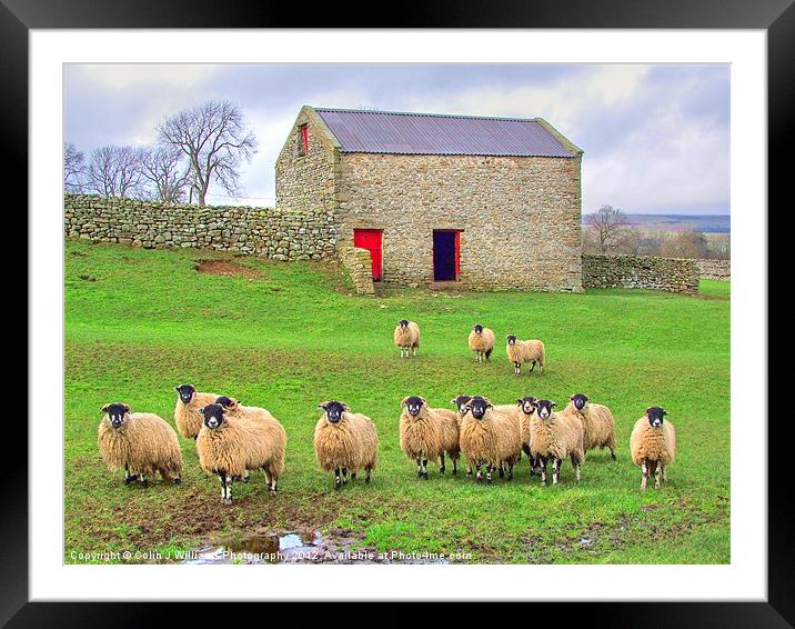 Sheep - Wensleydale Framed Mounted Print by Colin Williams Photography