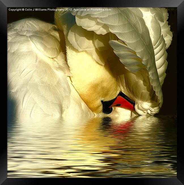 Swan Reflections Framed Print by Colin Williams Photography