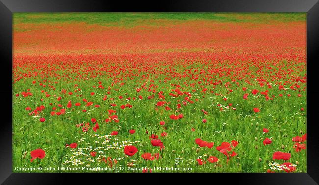 Poppies In Oxfordshire Framed Print by Colin Williams Photography