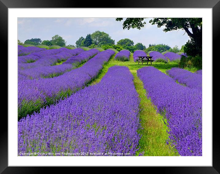 Mayfield Lavender Fields 1 Framed Mounted Print by Colin Williams Photography
