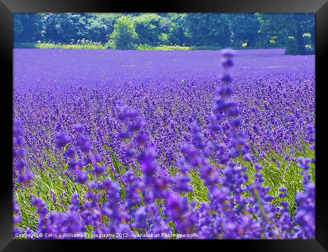 Mayfield Lavender Fields 4 Framed Print by Colin Williams Photography