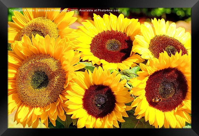 A Vase Of Sunflowers Framed Print by Colin Williams Photography