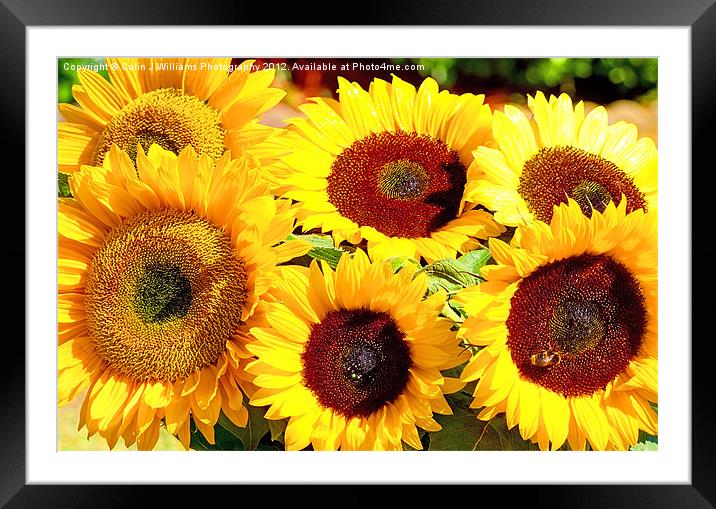 A Vase Of Sunflowers Framed Mounted Print by Colin Williams Photography