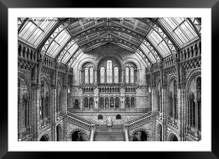 Natural History Museum - London Framed Mounted Print by Colin Williams Photography