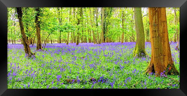 Cotswold BlueBells Framed Print by Colin Williams Photography