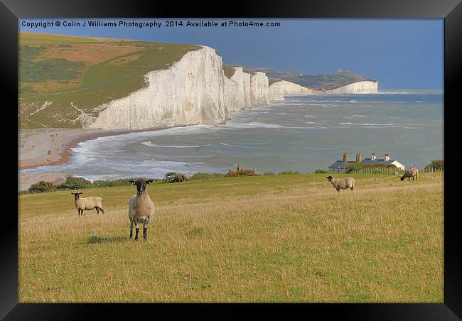  Sheep and the Seven Sisters Framed Print by Colin Williams Photography