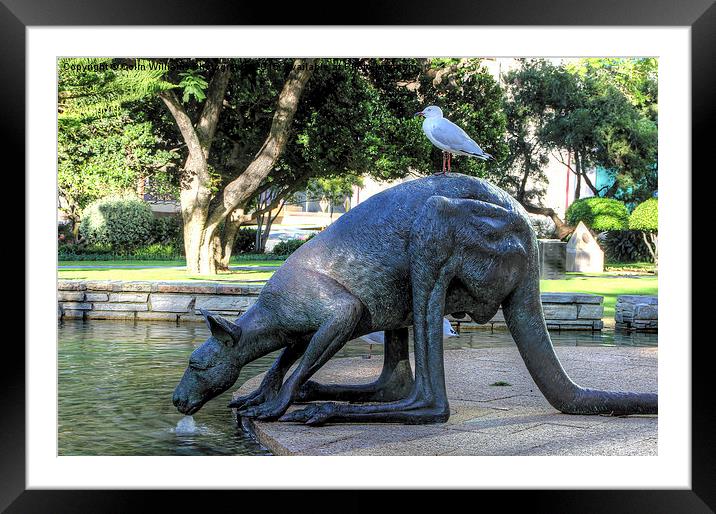  Kangaroos In The City 1 - Perth WA  Framed Mounted Print by Colin Williams Photography