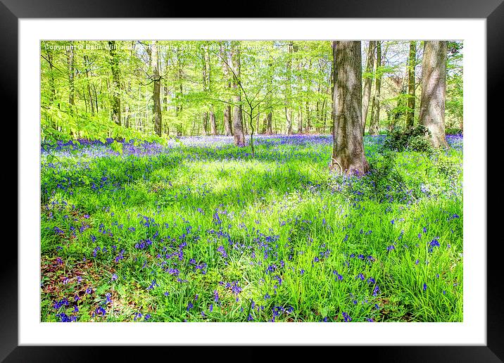  Bluebell Woodlands 1 Framed Mounted Print by Colin Williams Photography
