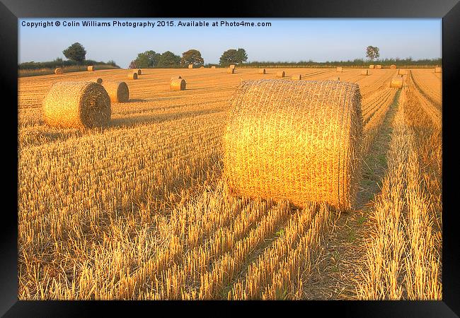    Bales at Sunset 3 Framed Print by Colin Williams Photography